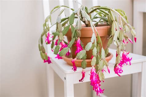 christmas cactus plant care growing guide