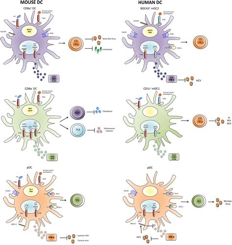 Frontiers Immunity To Pathogens Taught By Specialized Human Dendritic