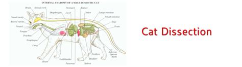 Pregnant Cat Dissection