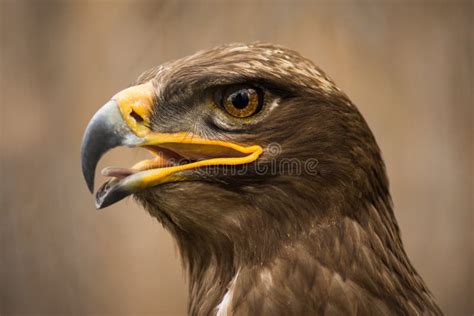 Brown Eagle Animal Portrait Stock Image Image Of Eagle Dangerous