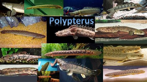 Tudo Sobre O Peixe Polypterus Youtube