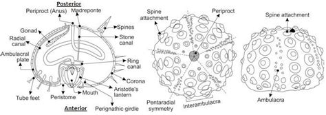 Sea Urchin Shell Diagram