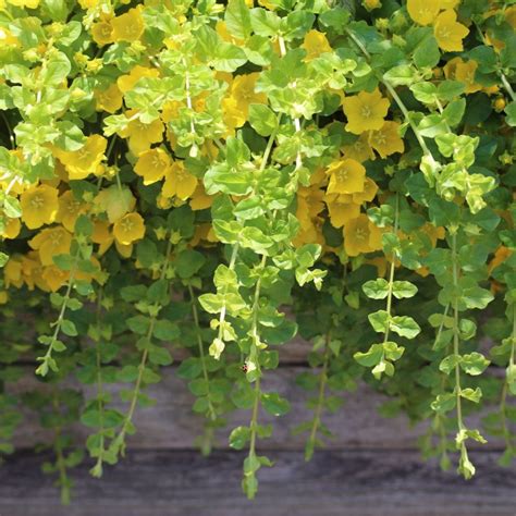 27 Ground Cover Plants For Clay Soil You Ll Love