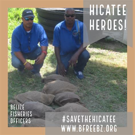 Celebrating Seven Years Of Hicatee Awareness Month Belize Foundation