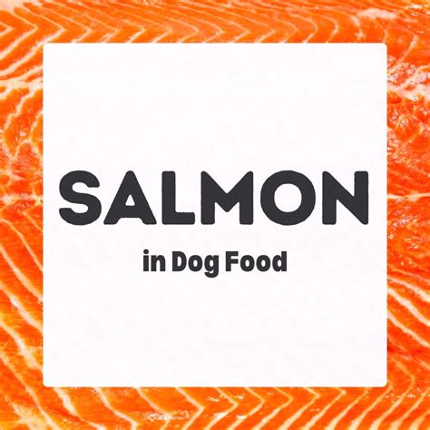 Salmon in Dog Food - Dog Nutrition DB