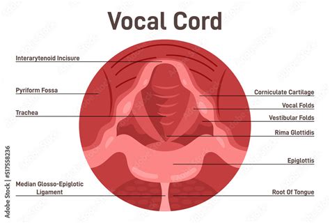 Vocal cords anatomical structure. Human voice closed organ Stock Vector ...