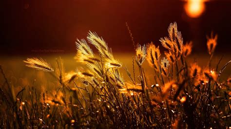 Fondos De Pantalla Luz De Sol Comida Noche Plantas Campo Texto Bengala Ligero Otoño