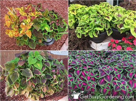 Coleus Plant Care & Complete Growing Guide - Get Busy Gardening