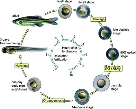 Zebrafish (Danio rerio) as a Model Organism for Dementia | Veterian Key