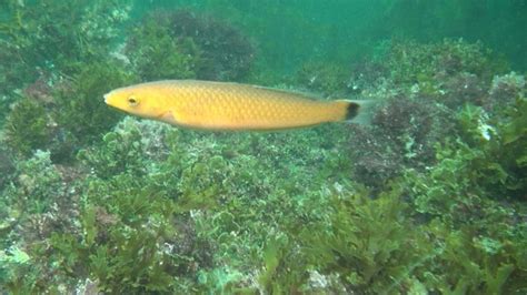 What You Ll See While Snorkeling At Catalina Island