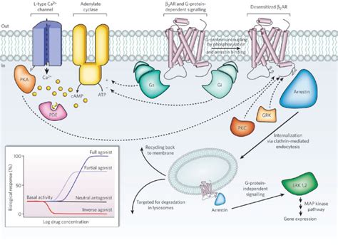 Bgd Lecture Endocrine Development Embryology