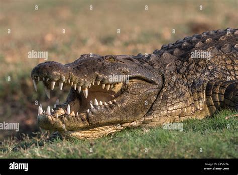 Cocodrilo Del Nilo Crocodylus Niloticus Safari Fotograf As E Im Genes