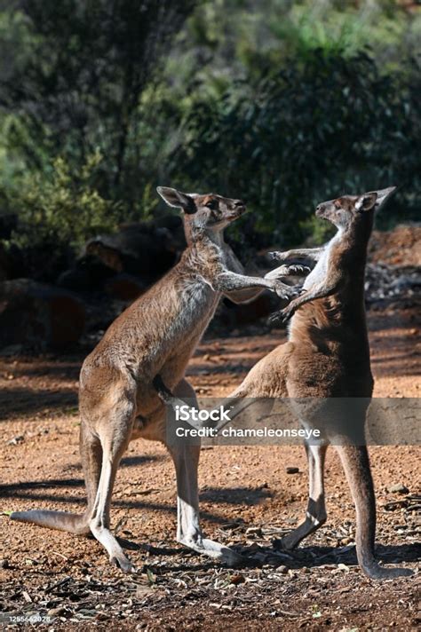 Male Kangaroos Martial Arts Fight In Australia Stock Photo - Download