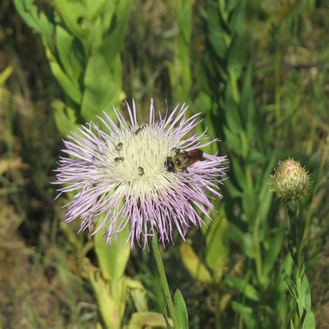 20,000+ Free Texas Wildflowers & Texas Images - Pixabay