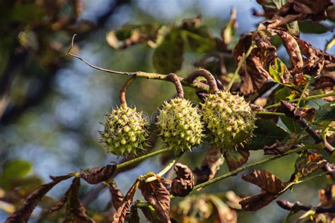 Autumn Sprouts Of Chestnuts On A Tree Branch Surrounded By Leave Stock