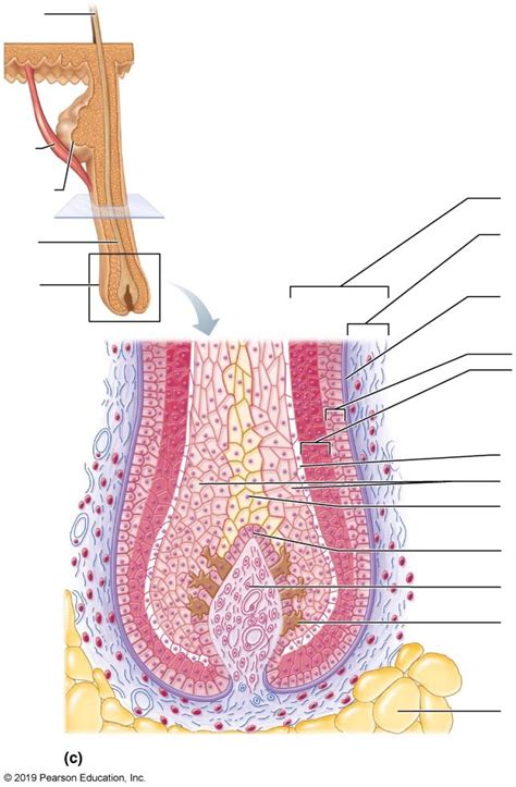 Hair Bulb Diagram - Longitudinal View Diagram | Quizlet