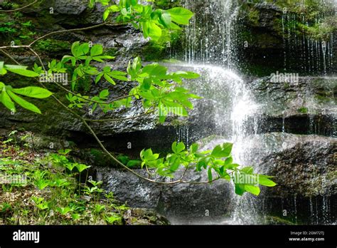 Waterfall of Oirase Gorge in Aomori, Japan. Oirase Gorge is most famous in summer for its lush ...