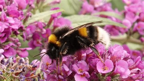 Buff-tailed Bumblebee | MarkEisingBirding