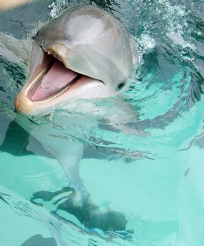 2007 dolphins - flipper dolphin | Animal Planet Pictures