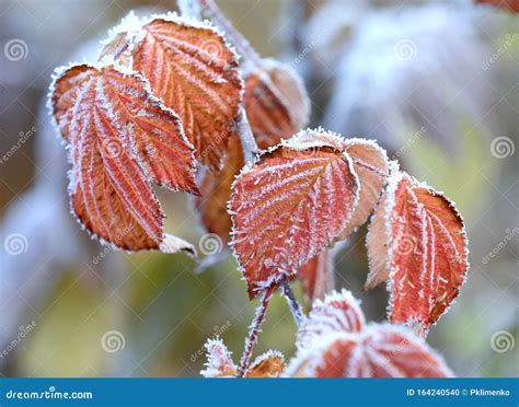 Planta Folhas Vermelhas Na Geada Foto De Stock Imagem De Geada