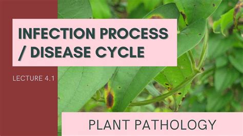 Infection Process Disease Cycle Plant Pathology Terminology