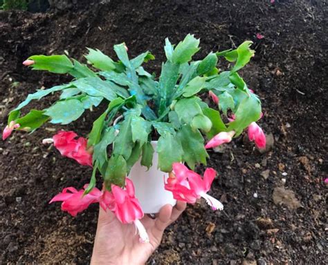 Are Coffee Grounds Good For Christmas Cactus How And When To Use