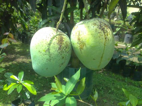 Bibit Tanaman Buah Unggul Tamora Unggul Nursery Wa