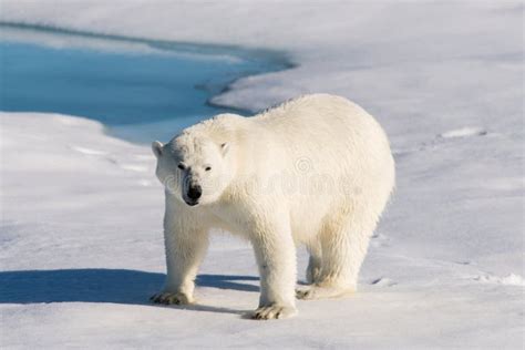 Two Polar Bear Cubs Playing Together on the Ice Stock Photo - Image of ...