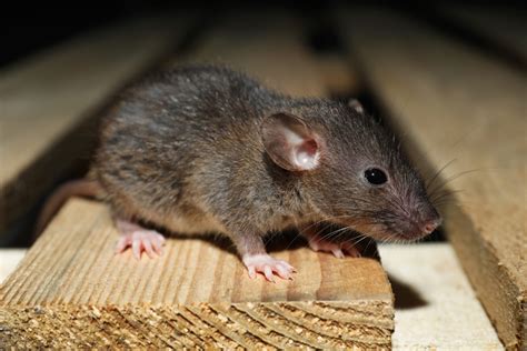 The secret lives of wild rats | AnimalKind