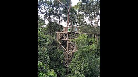 Pesona Hutan Hujan Tropis Bukit Bangkirai Di Kalimantan Timur YouTube