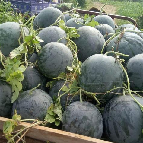 Biji Benih Tembikai Kulit Hitam 10 Seeds 黑皮西瓜籽 Black Watermelon