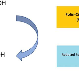 Principle of Folin–Ciocalteu method (Ford et al. 2019) | Download Scientific Diagram