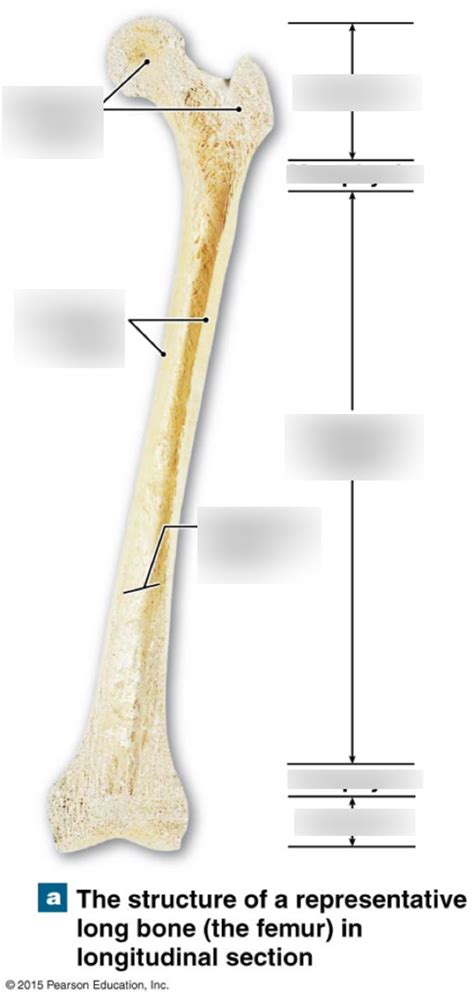 Long Bone Structure Diagram Quizlet