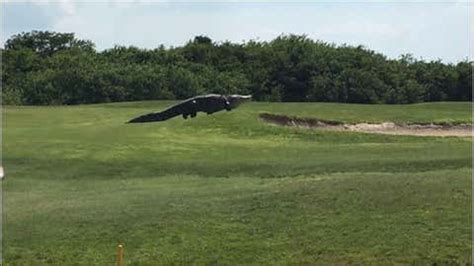 Giant Gator Treks Across Golf Course Like a Dinosaur in 'Jurassic Park' | The Weather Channel