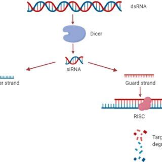 Schematic diagram of RNA interference using dsRNA [Pictorial ...