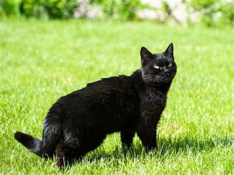 A Black Cat Looking Back On Green Field — Stock Photo © Krisztafarkas