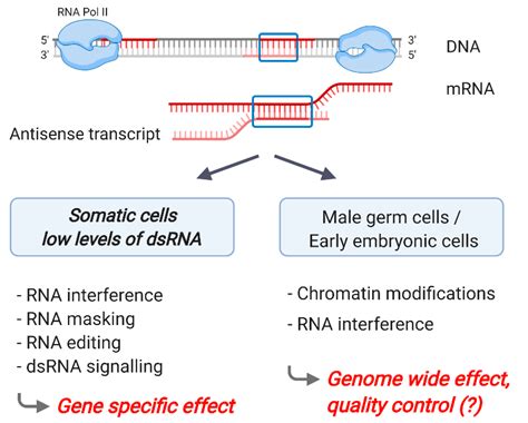 Ncrna Free Full Text Endogenous Double Stranded Rna