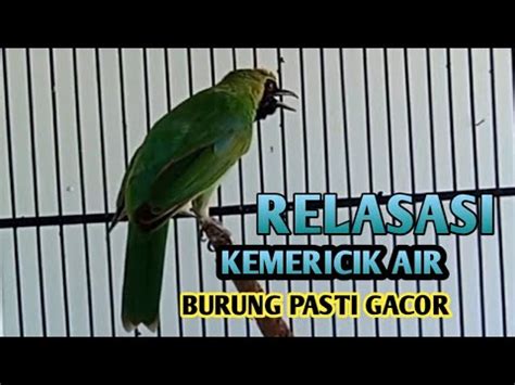 FULL TENGKEK BUTO MASTERAN CUCAK IJO GACOR ISIAN TENGKEK BUTO YouTube