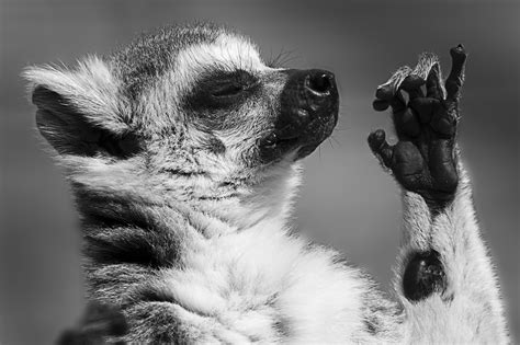 Fotos gratis en blanco y negro fotografía linda fauna silvestre