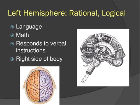 Ppt The Brain Powerpoint Presentation Free Download Id375073