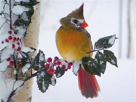 Flights of Fancy: 15 Types of Birds in Canada, Captured on Camera