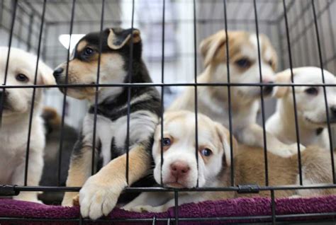 Projeto De Lei Que Pro Be A Venda De Animais Em Pet Shops E Sites