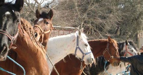 Foire Aux Chevaux Fontvieille 2025 Date Horaires Exposants