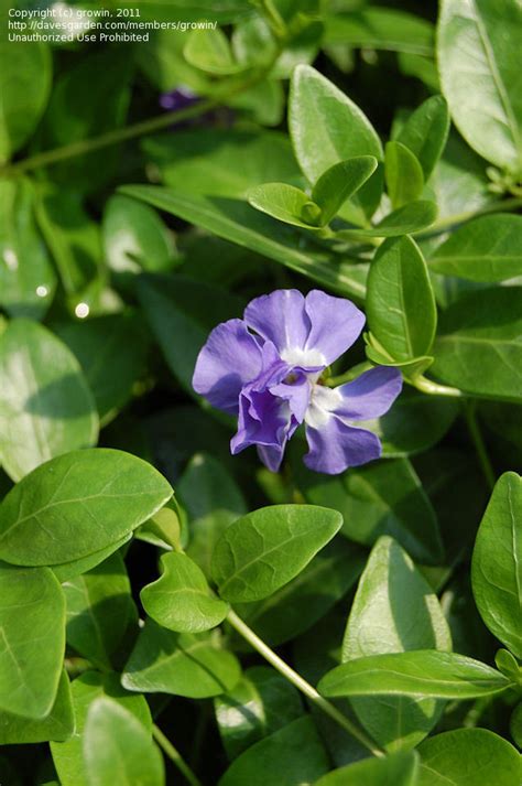 Plantfiles Pictures Vinca Common Periwinkle Creeping Myrtle Flower