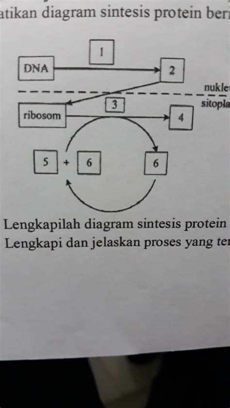 Gambar Diagram Sintesis Protein Sinau