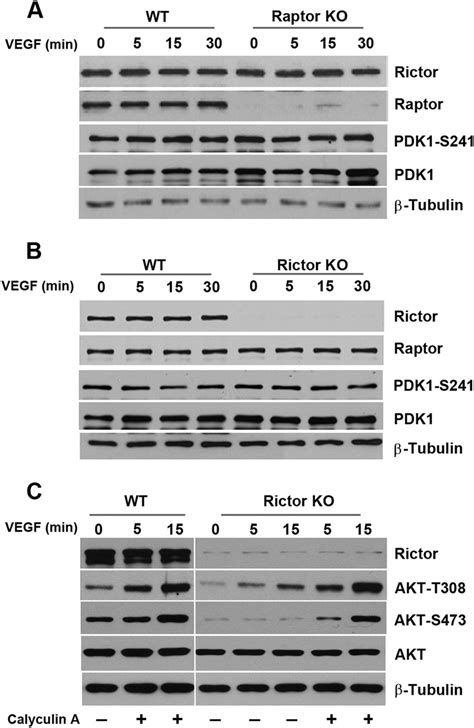 Regulation Of AKT Phosphorylation At Residue T308 In Endothelial