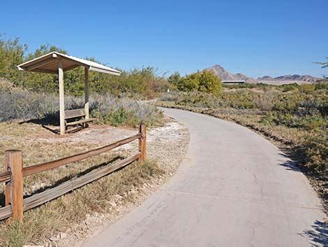 Birding Urban Las Vegas Duck Creek