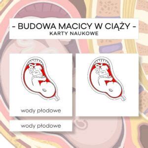 Budowa macicy w ciąży karty naukowe 8 szt Materiały Montessori