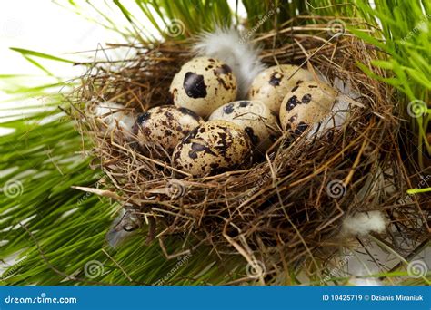 Real Nest And Blue Spotted Chipping Sparrow Eggs Stock Photography ...