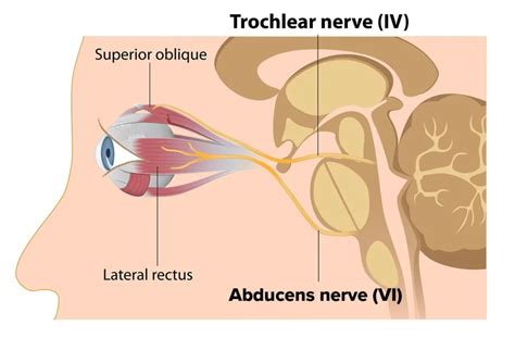 The Trochlear Nerve and Its Intracranial Journey | MedBrane